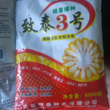 玉米种子