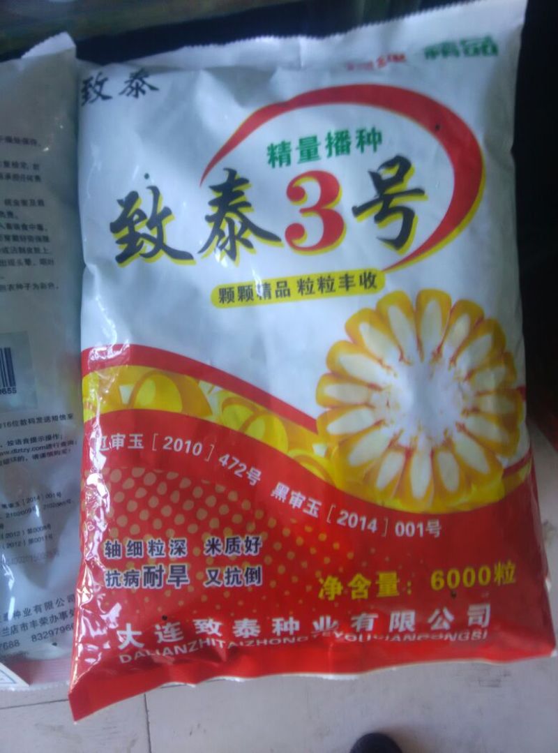 玉米种子