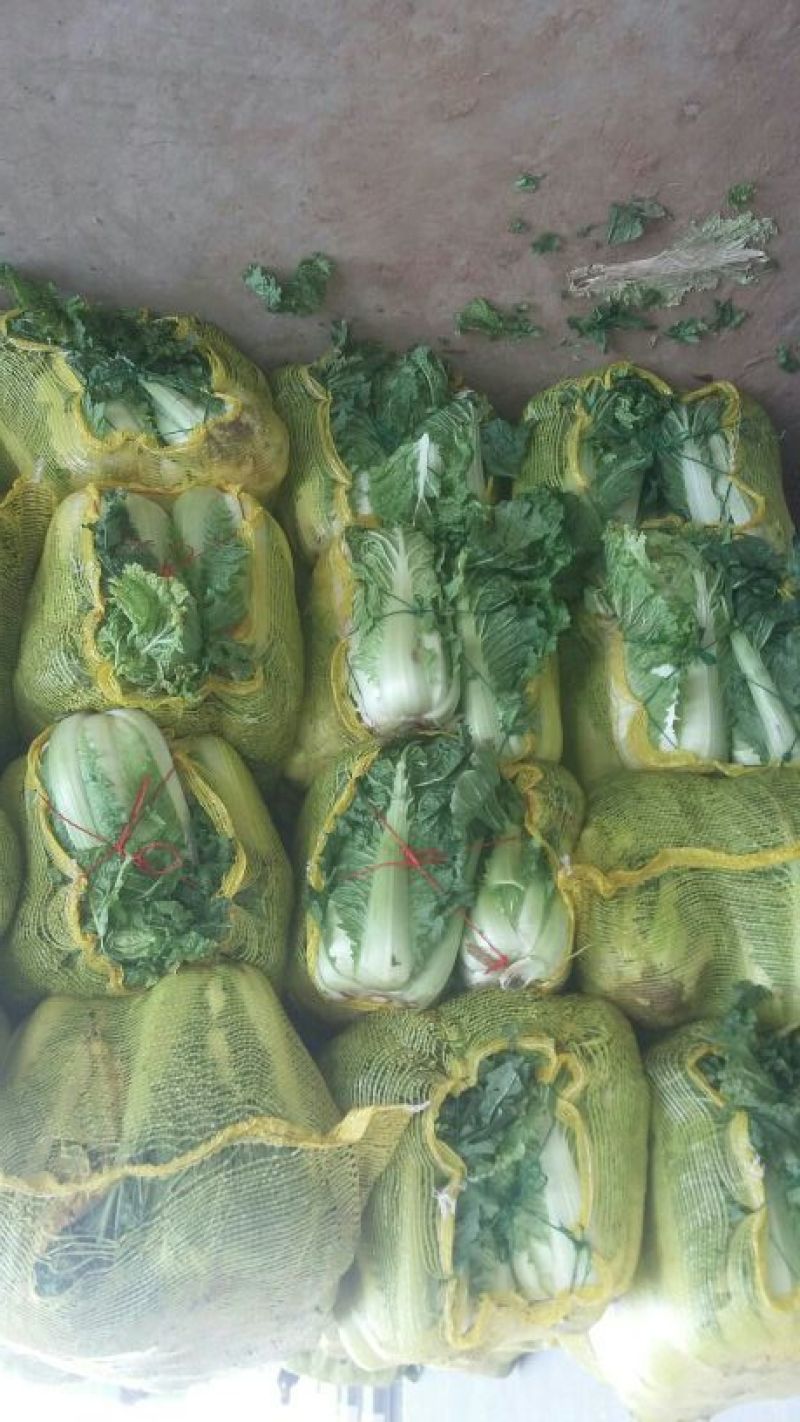 山东白菜，北京新三号白菜，4~6斤净菜大量供应，欢迎致电