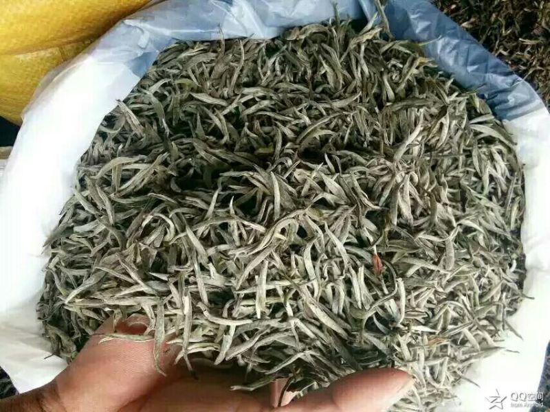 老树茶特级