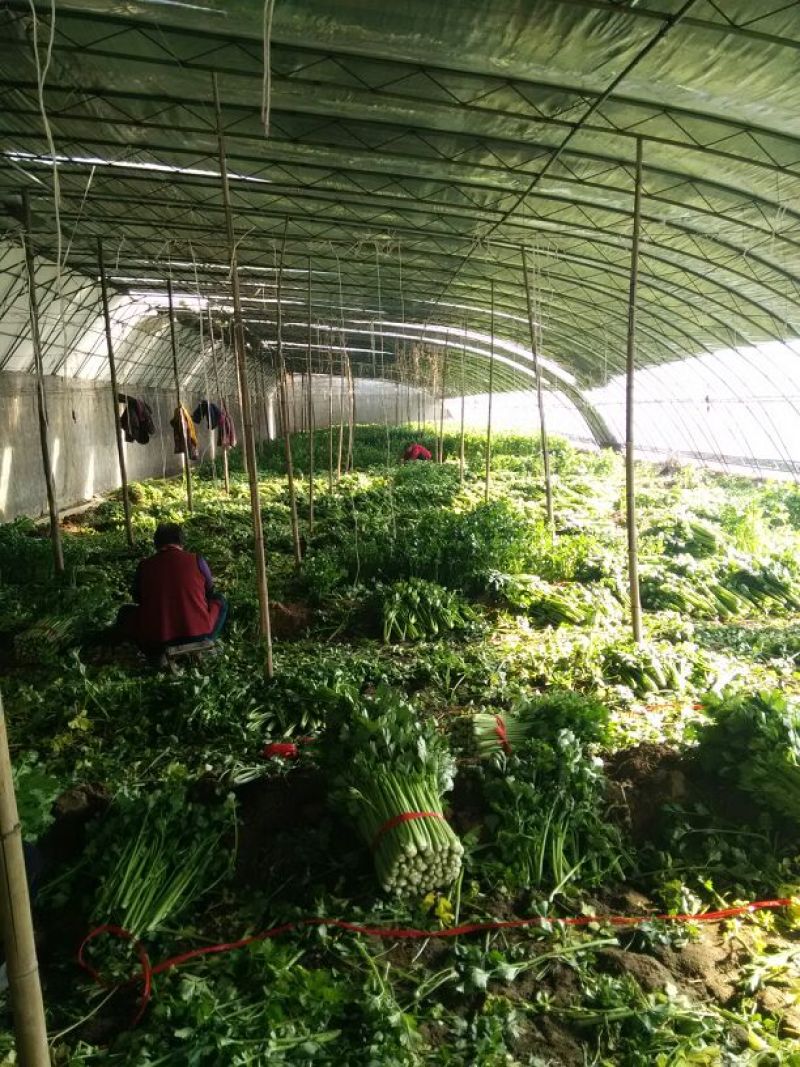 冷棚芹菜上市，黄亮杆叶片好中颗菜，按需装货全国发货
