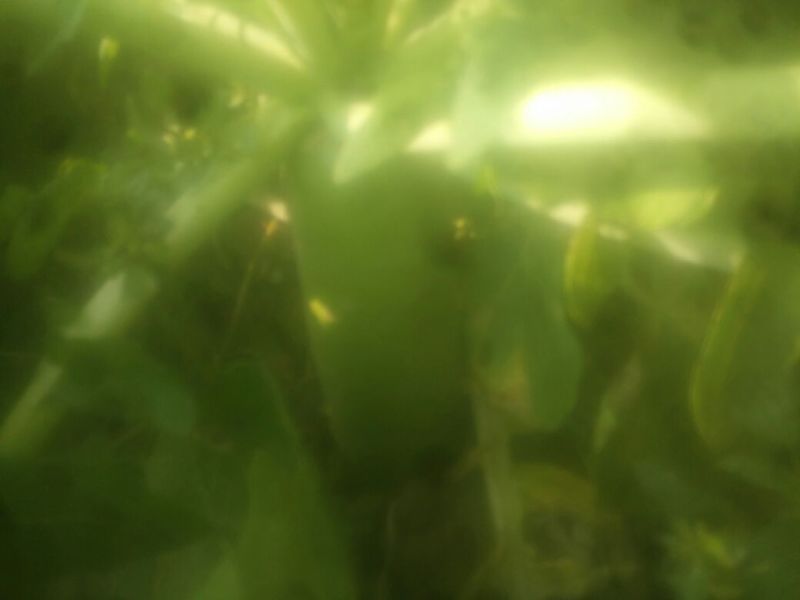露头青萝卜3~3.5斤起