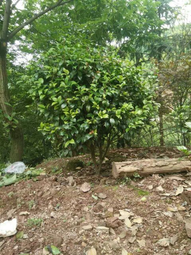 茶花球