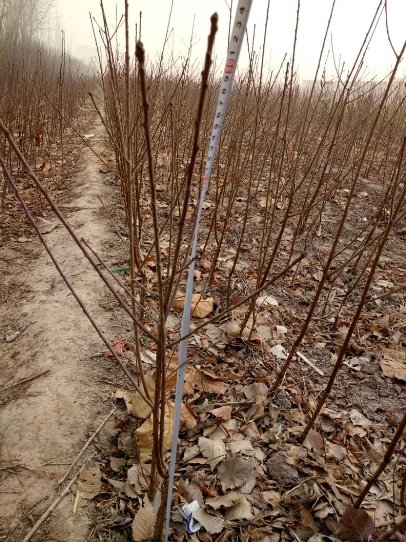 大量优质桃树苗，规格齐全，自家苗圃，自产自销，品种齐全