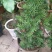 红豆杉树桩25~30cm