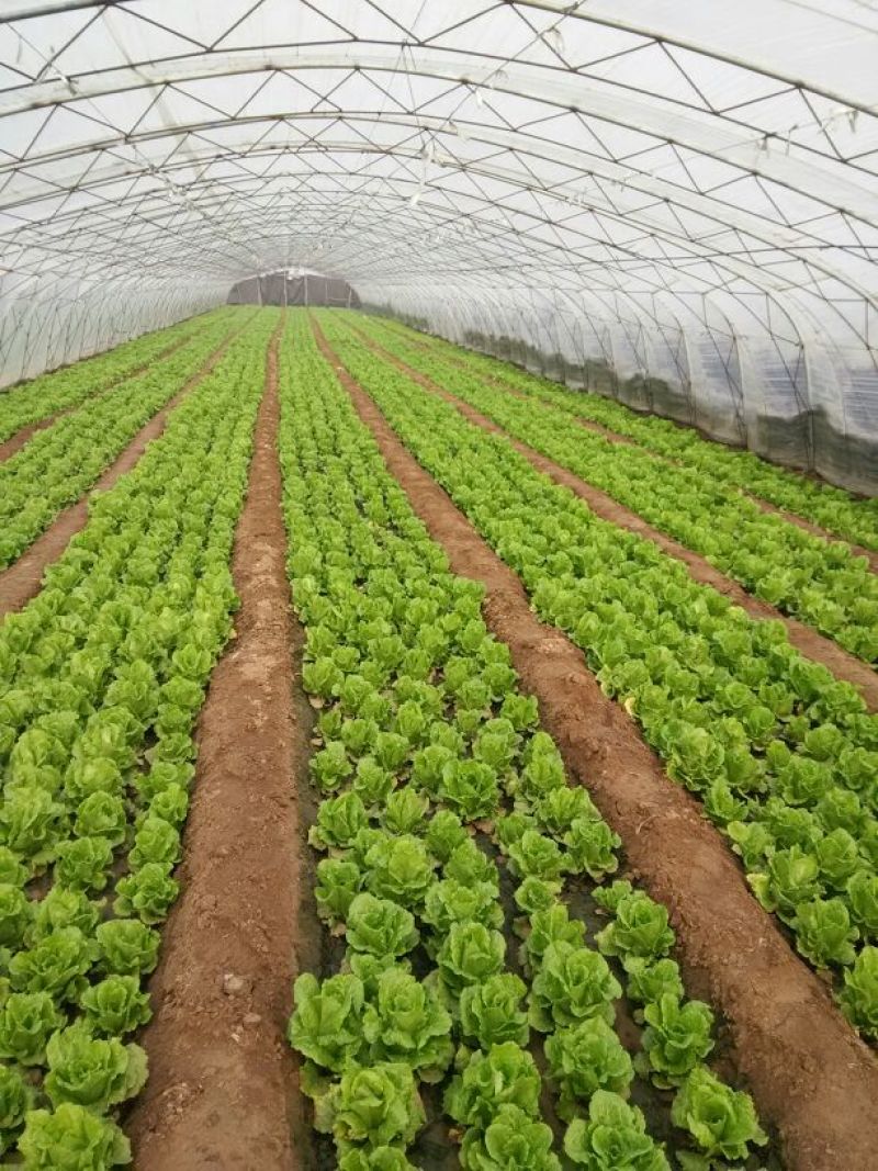 意大利生菜3两~4两