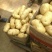 山东荷兰十五土豆大量上市。货源充足质量保证