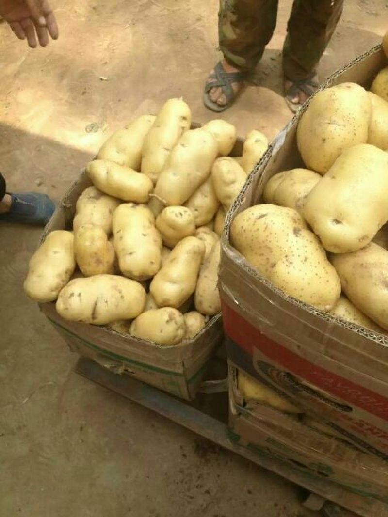 山东荷兰十五土豆大量上市。货源充足质量保证