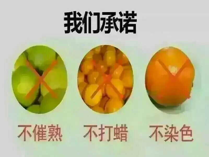 湖北秭归夏橙产地一手货源65~70mm