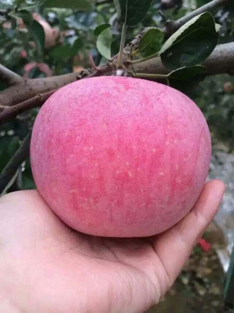 红富士苹果80mm以上纸袋