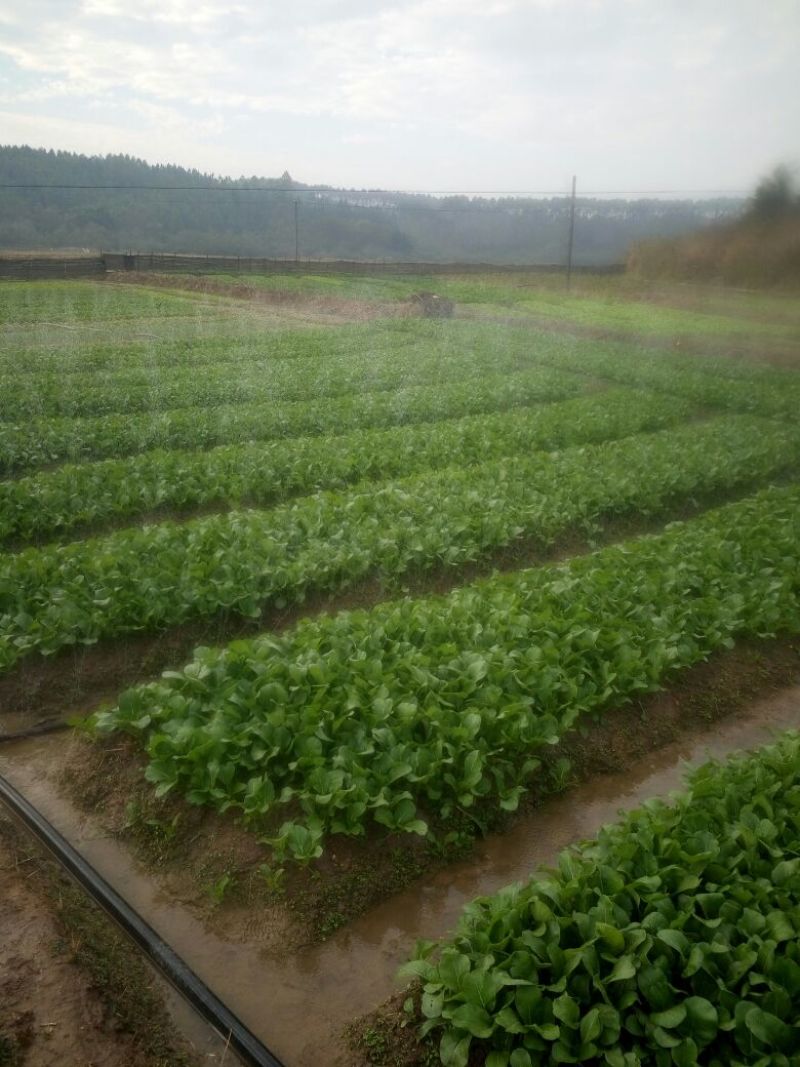 菜苔
