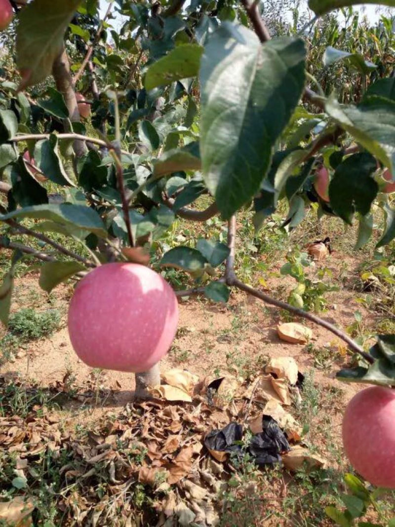 辽宁绥中精品寒富苹果大量上市中全红口感好
