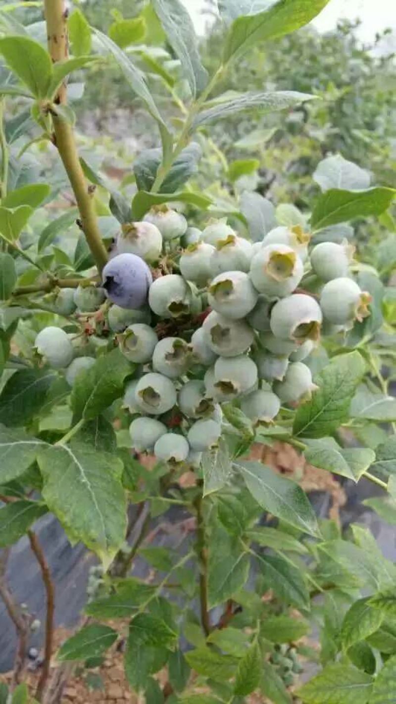 蓝莓苗0.5~1年50~80cm
