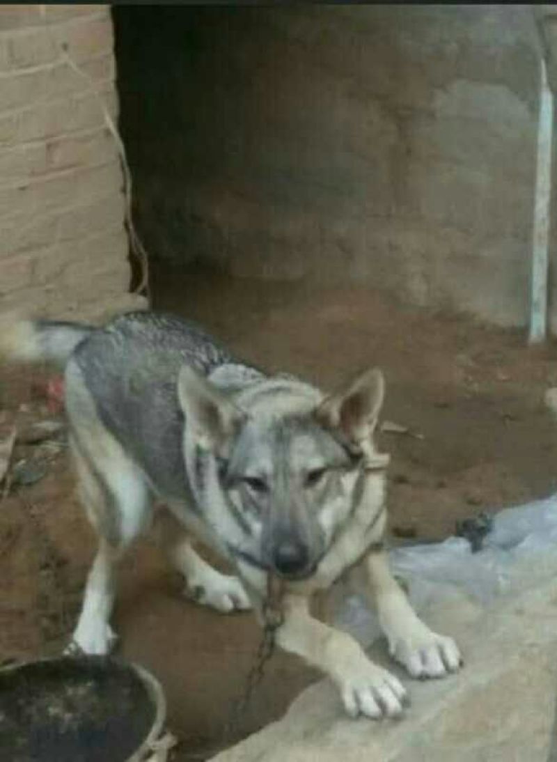 狼青犬公母任选狼青幼犬出售德牧幼犬任意挑选