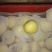 皇冠梨250~300g纸箱