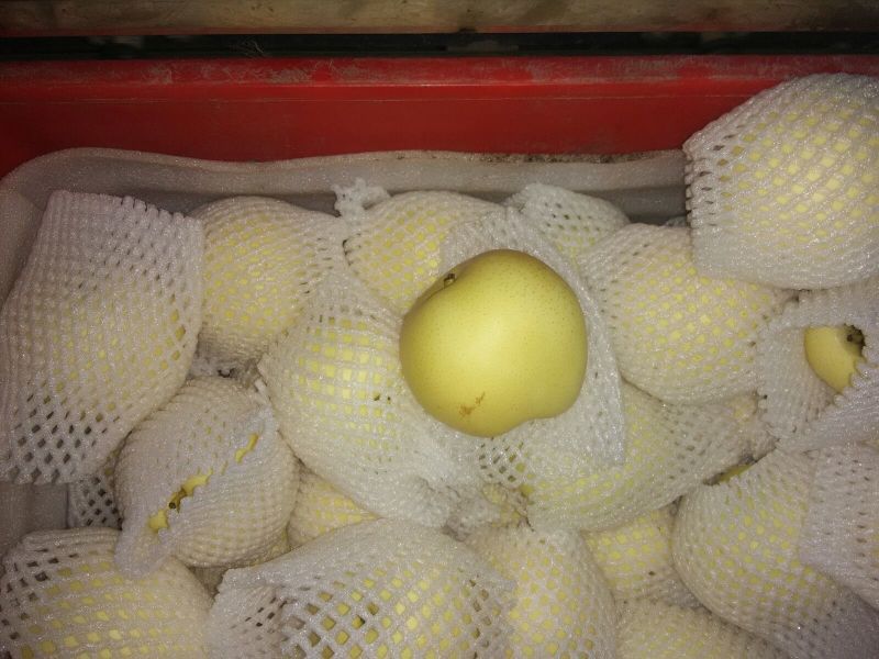 皇冠梨250~300g纸箱