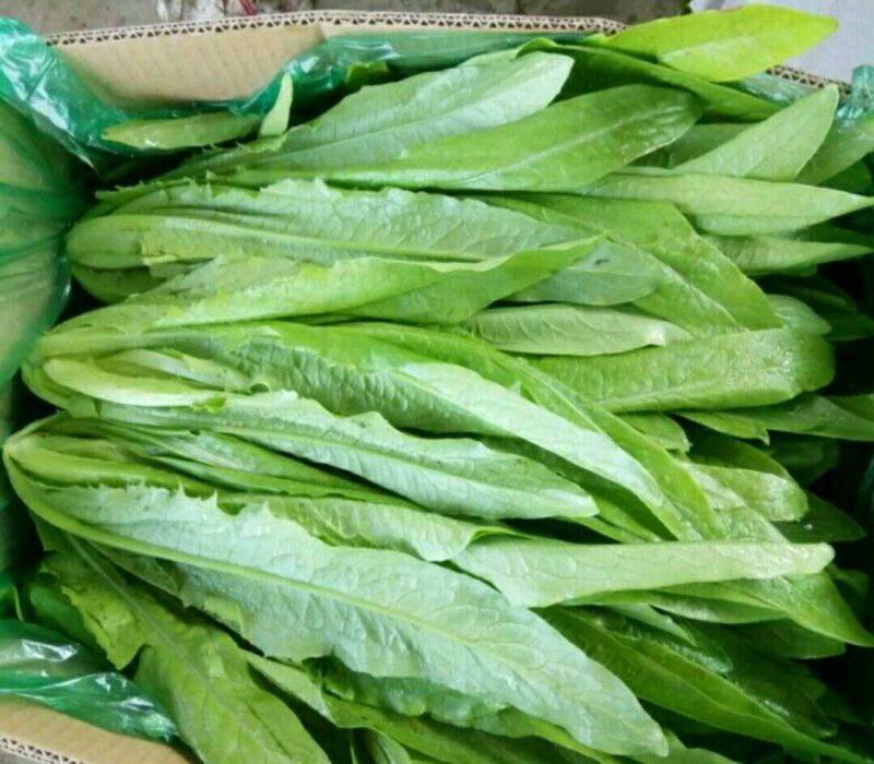 油麦菜产地供应大量现货四季有货，冷库包装齐全