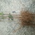 【推荐】桂花苗桂花大小苗产地直销成活率高量大从优