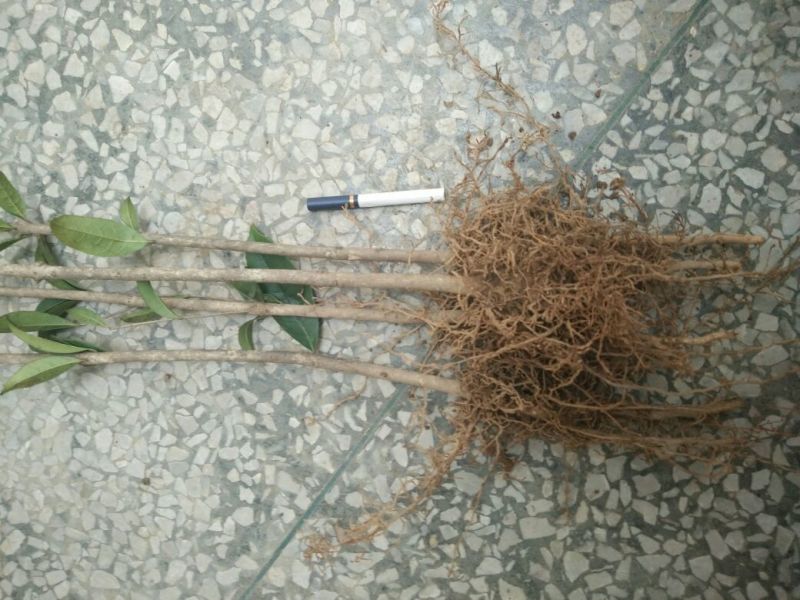 【推荐】桂花苗桂花大小苗产地直销成活率高量大从优