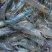 河虾活虾16~20只/kg