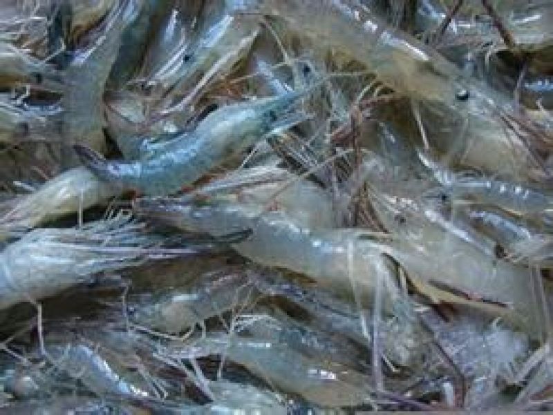 河虾活虾16~20只/kg