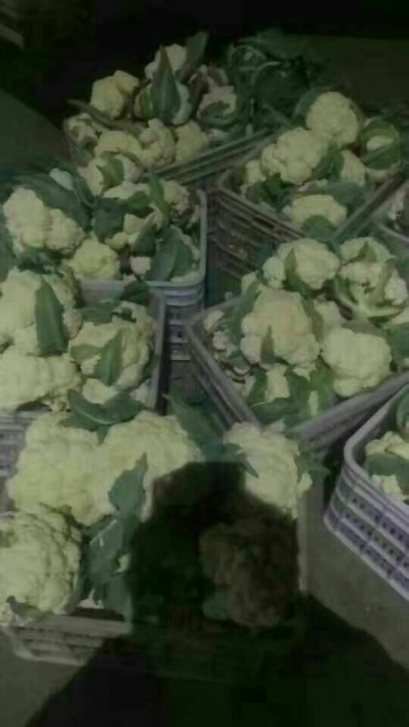 白花菜散装