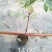 蓝莓苗50~80cm2年以上
