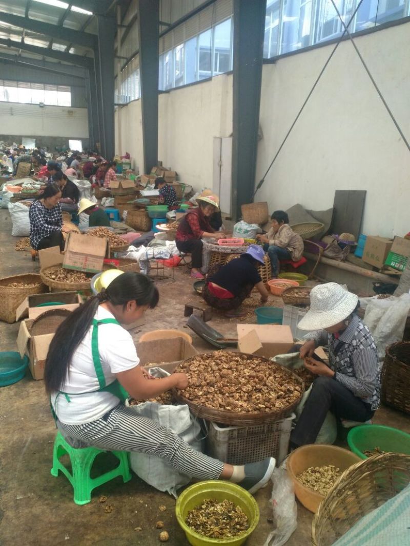 纸皮核桃30mm以上去皮干