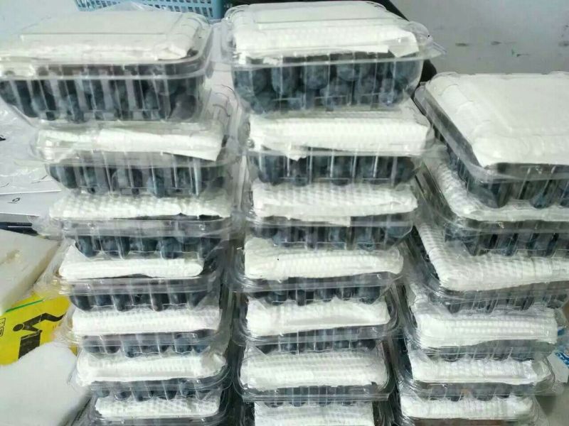 蓝丰蓝莓8~10mm以上