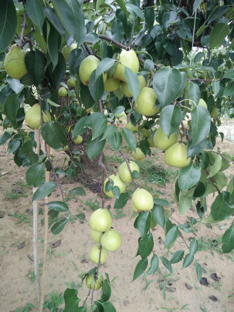 莱阳梨