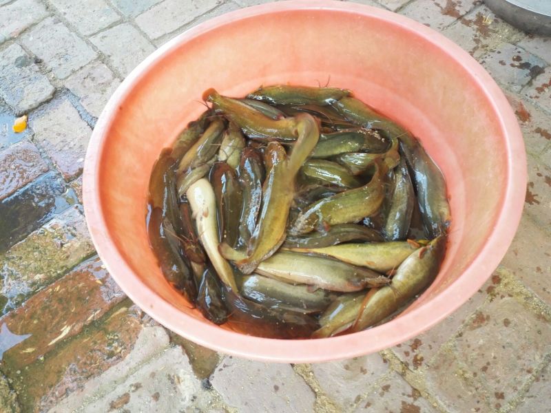 胡子鲶食用