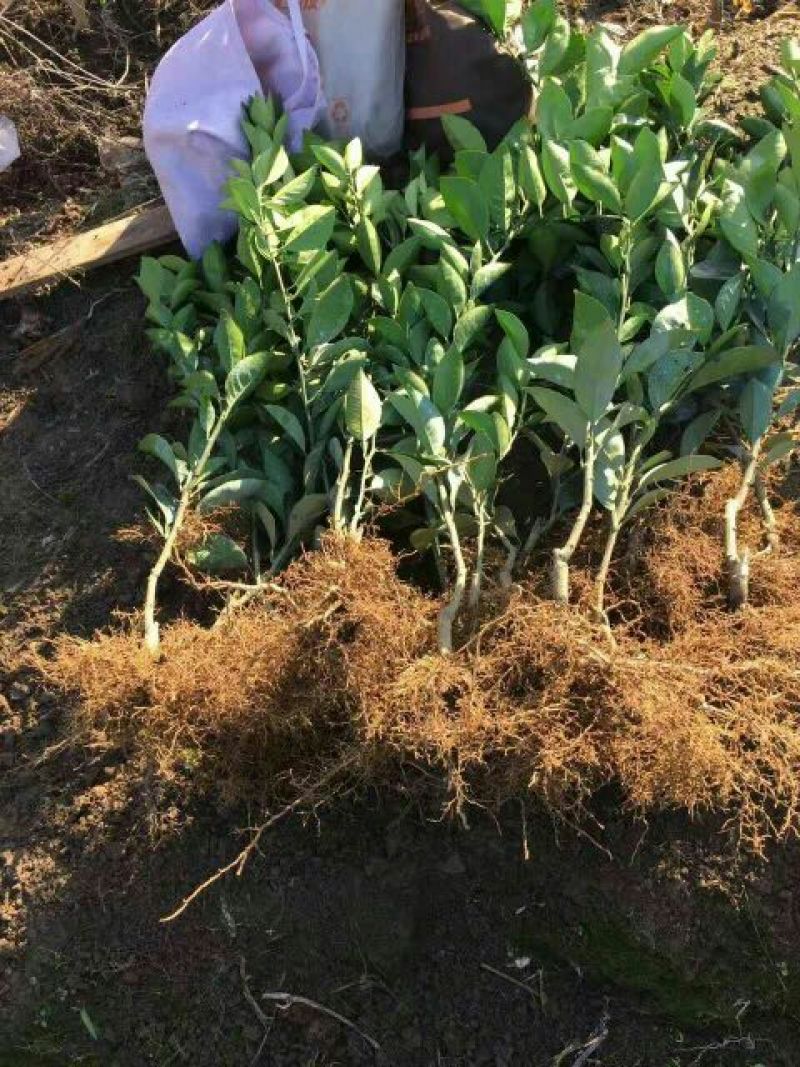 正宗赣南纽荷尔脐橙树苗无毒区培育地苗杯苗技术供应