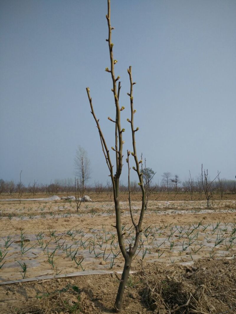 梨树2cm以下2~4cm4~6cm0.5~1米1.