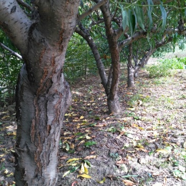 桃树8~10cm1.5~2米