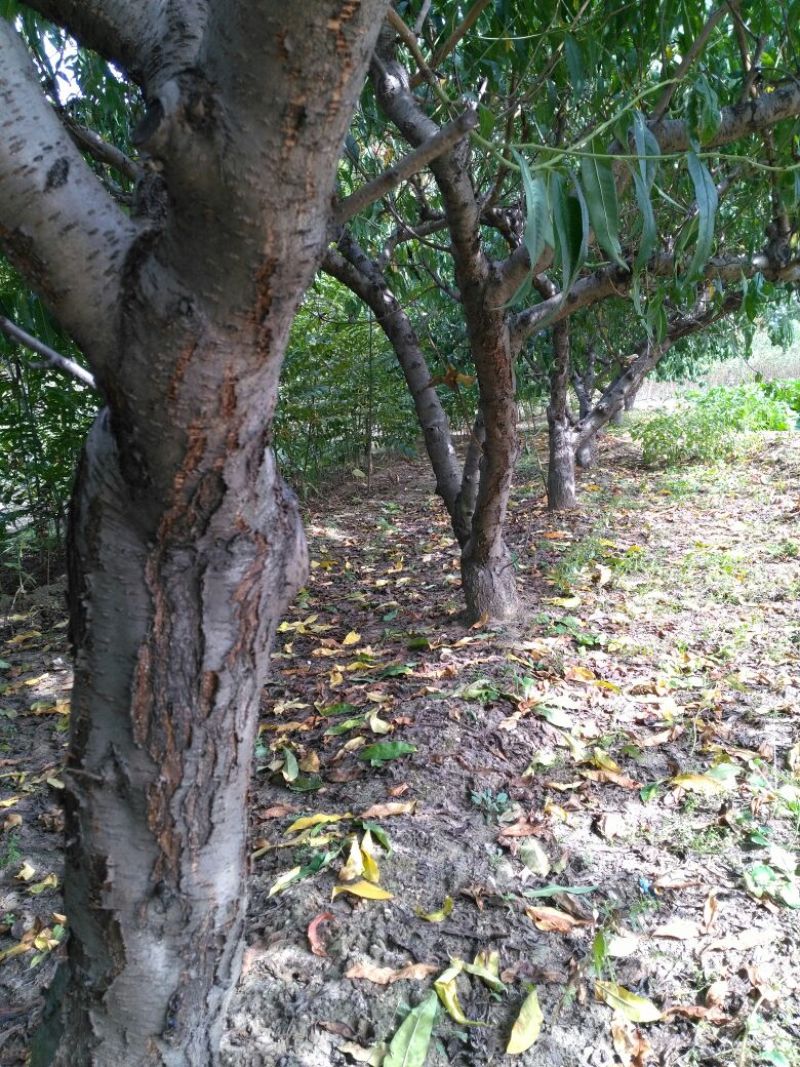 桃树8~10cm1.5~2米