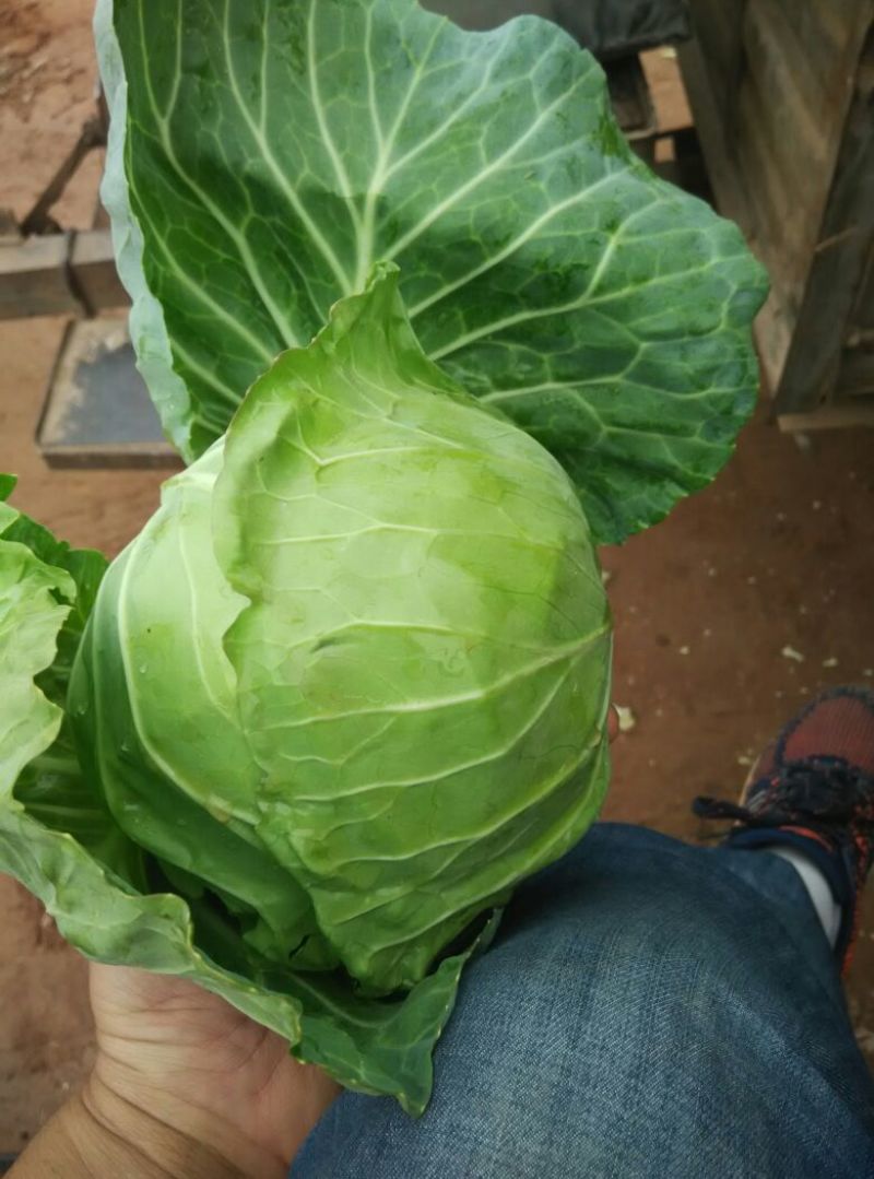 兰州精品甘蓝大量有货，代发全国，质量**，绿甘蓝，口感