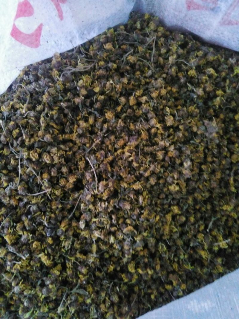 野菊花统货