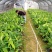 香蕉苗威廉斯B6香蕉苗