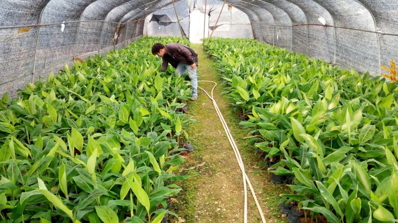 香蕉苗威廉斯B6香蕉苗