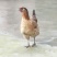 土鸡12月以上