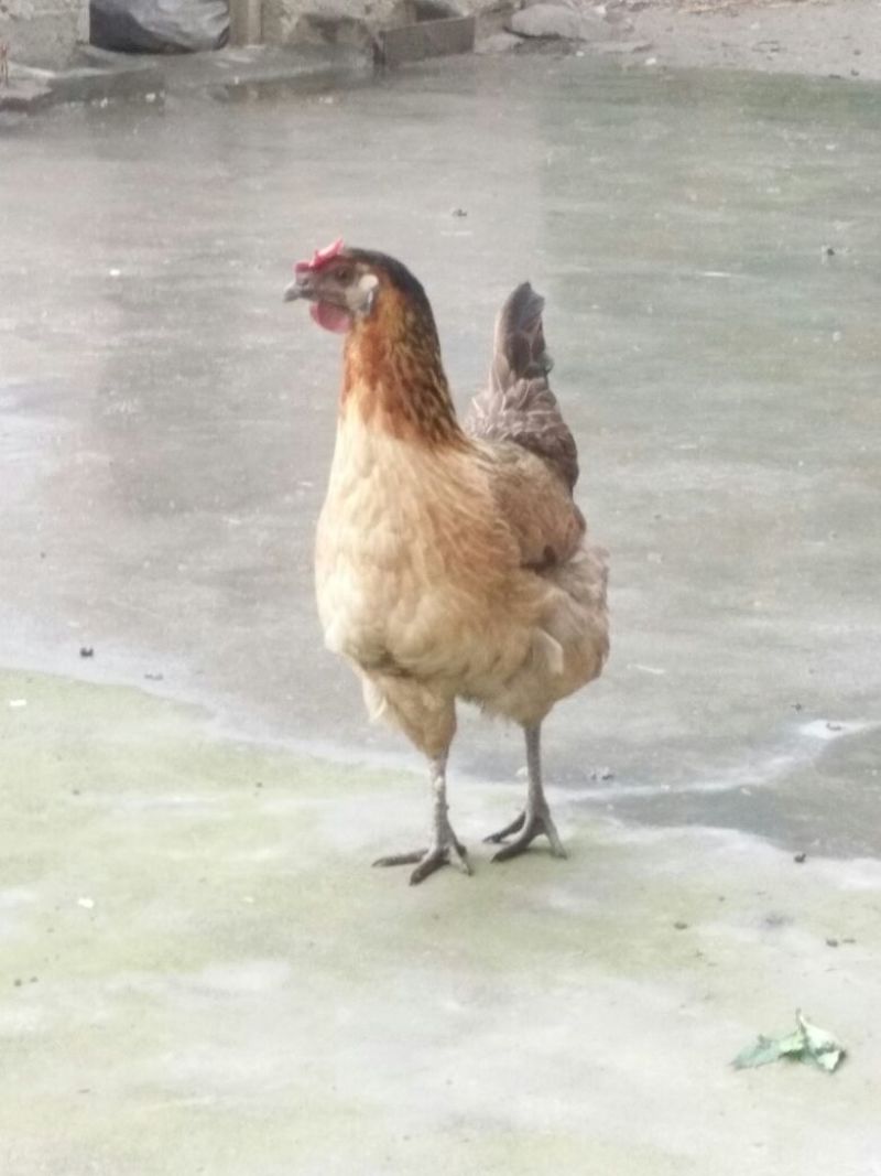 土鸡12月以上