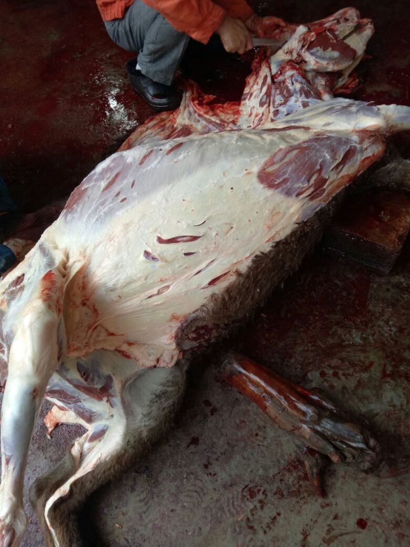 驴肉鲜货