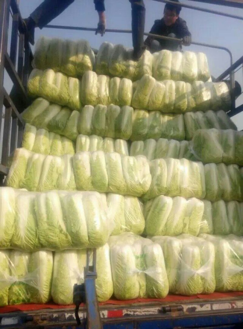 山东省济南市平阴县，北京新三号白菜，大量现货，4~6斤