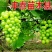 山东阳光玫瑰葡萄苗38年信誉质壮苗纯,品种纯正
