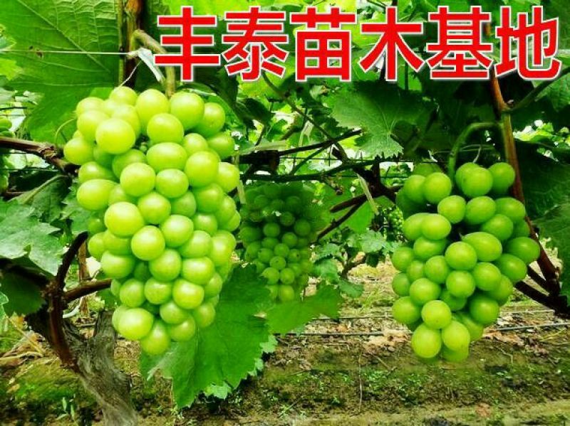 山东阳光玫瑰葡萄苗38年信誉质壮苗纯，品种纯正