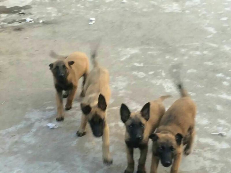 马犬母