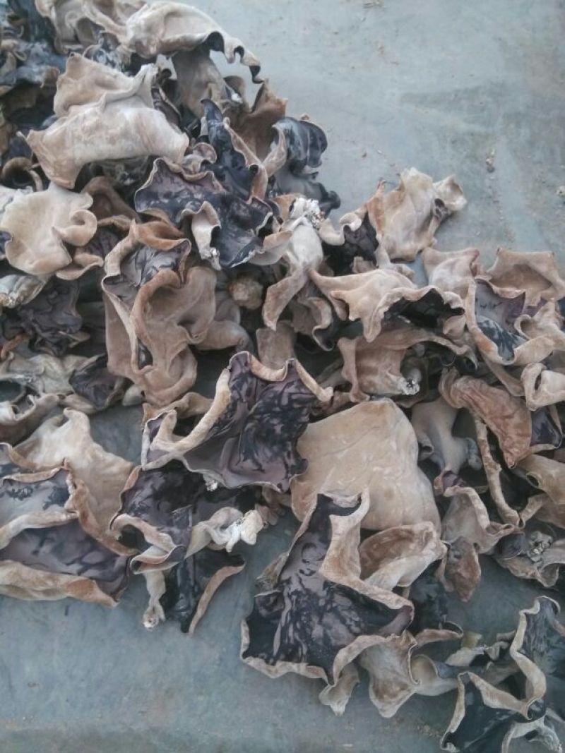 毛木耳一级