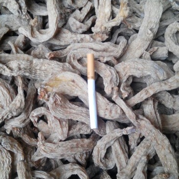 天麻23支内每斤