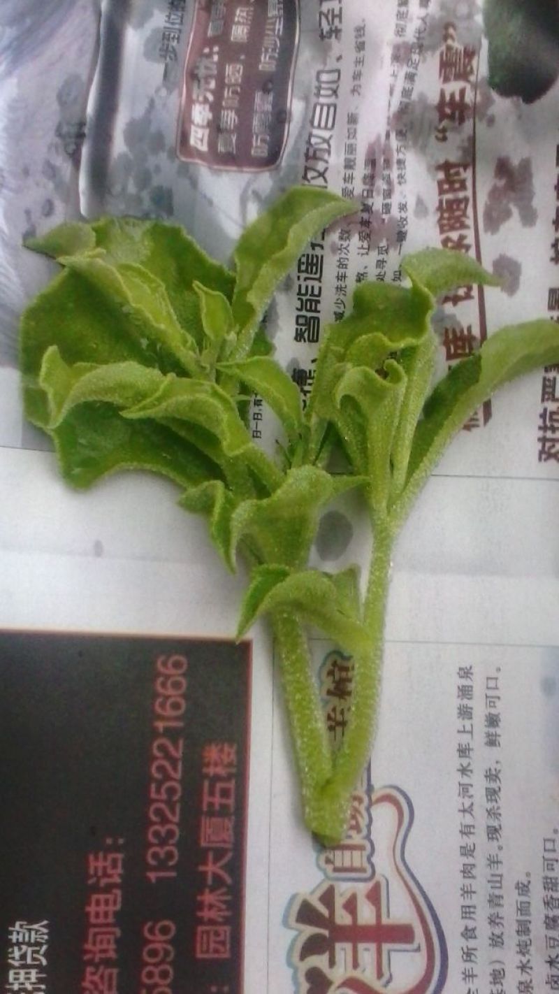 蔬菜基地常年种植专业精品，质量严格