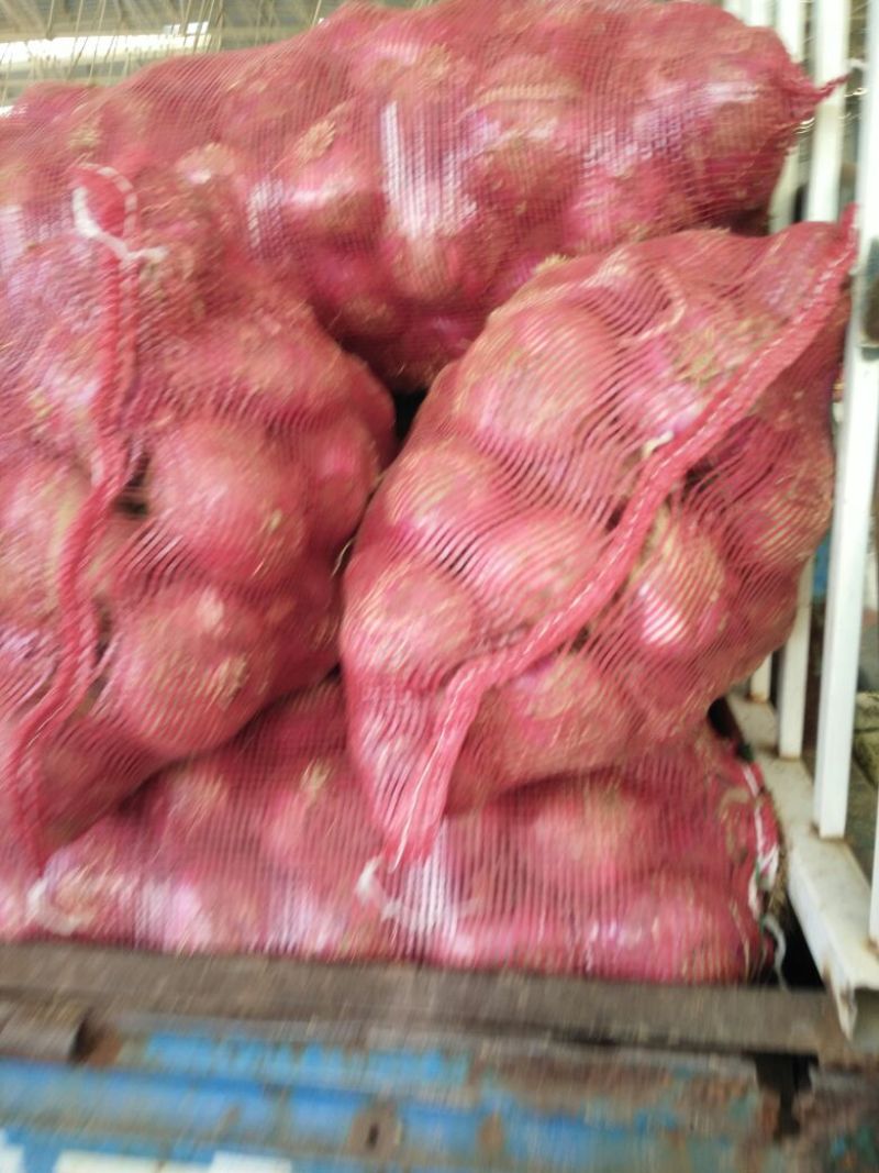 河北邯郸红皮洋葱大量上市，5厘米起步，基地直发